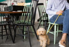 dog in a restaurant