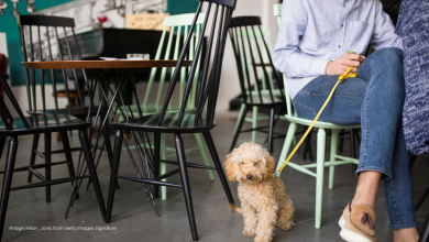 dog in a restaurant